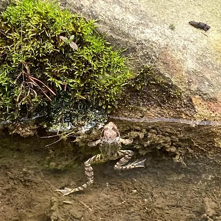 Zirbenliebe Casa de Férias